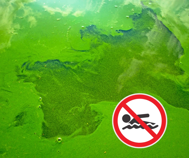 Sinice nad Bałtykiem! - Mapa skażonych kąpielisk!