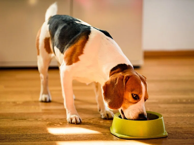 Zdjęcie Jakich produktów nie powinien jeść pies? Sprawdź! #1