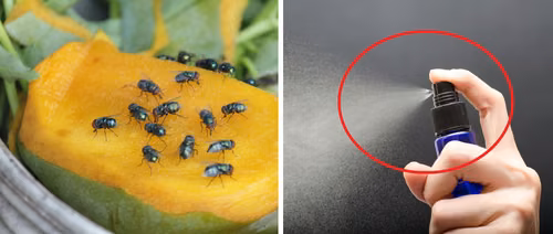 Jak pozbyć się plagi muszek z domu? Poznaj kilka naturalnych metod
