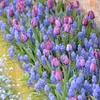 Filetowe tulipany
