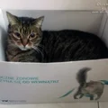 Kocie testowanie - podsumowanie kampanii Purina ONE