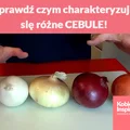 Sprawdź czym charakteryzują się różne CEBULE!
