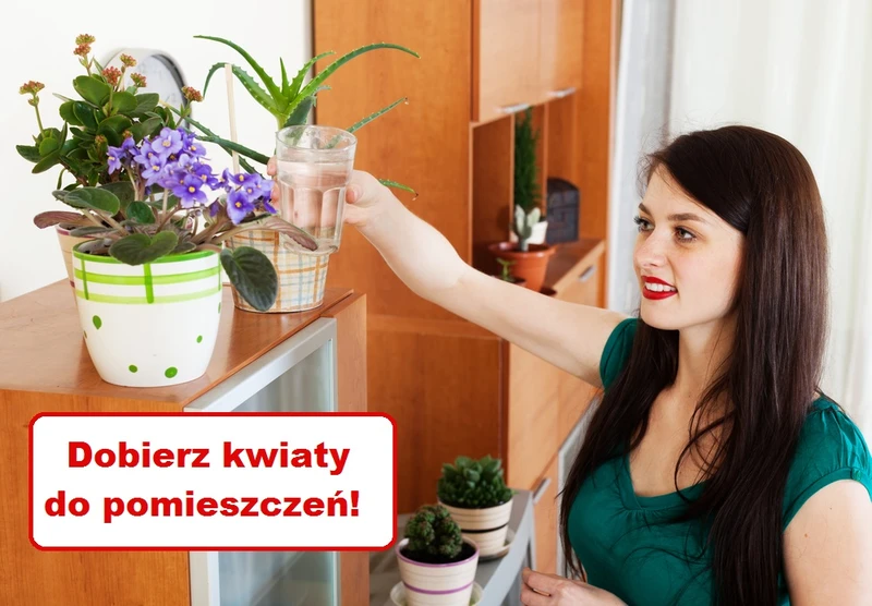 Jak dobrać KWIATY do pomieszczeń w MIESZKANIU?