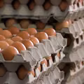 W sklepach może zabraknąć jajek? Branża alarmuje