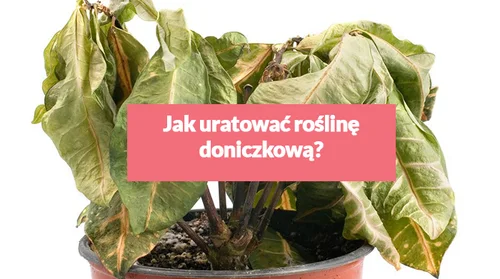 Jak uratować roślinę doniczkową?