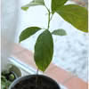 DOMOWA UPRAWA AWOKADO
