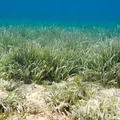 Światowy Dzień Trawy Morskiej: Klucz do Zdrowych Oceanów