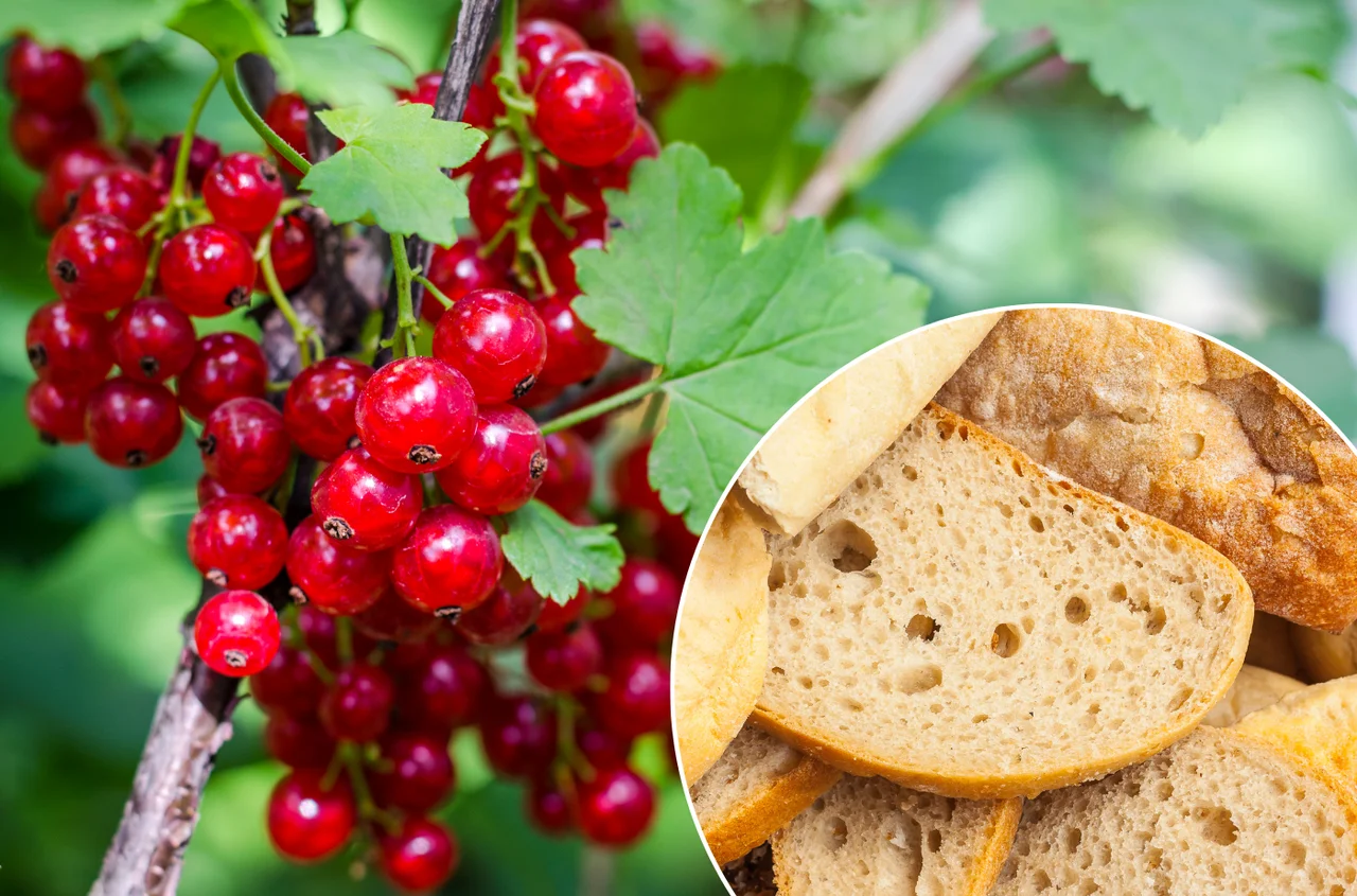 Zastosuj trik z czerstwym chlebem! W Twoim ogrodzie pojawi się więcej porzeczek niż kiedykolwiek!