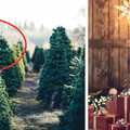 Jak wybrać idealną choinkę? Porównujemy różne drzewka