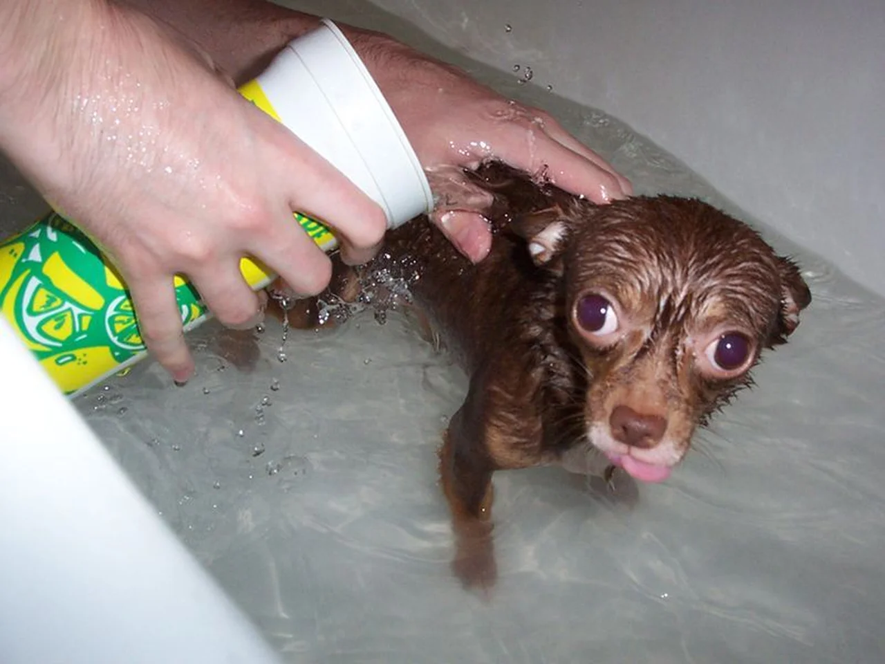 Jeżeli twój pies nie lubi kąpieli... sprawdź naszą radę!