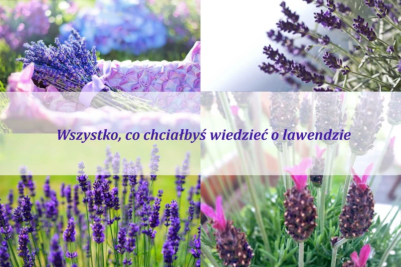 Wszystko, co chciałbyś wiedzieć o lawendzie