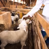 Światowy Dzień Zwierząt Hodowlanych: Znaczenie i Obchody