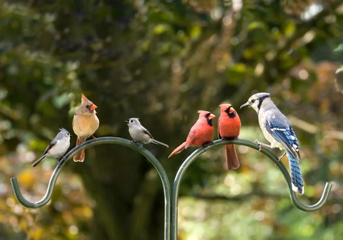 Europejski Dzień Ptaków: Celebrowanie Skrzydlatej Różnorodności