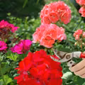 Czy pelargonie trzeba przycinać? Co zrobić, aby kwitły cały sezon?