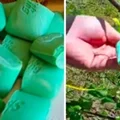 Jak odstraszyć dzikie zwierzęta od swojego ogrodu? Wystarczy kilka kostek mydła!