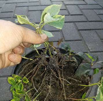 SADZONKI IGLAKÓW I KRZEWÓW LIŚCIASTYCH - PIELĘGNACJA I DALSZE POSTĘPOWANIE