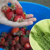 Ten chwast to naturalny eliksir dla truskawek! Zrób z niego nawóz, a zbiorów będzie co niemiara