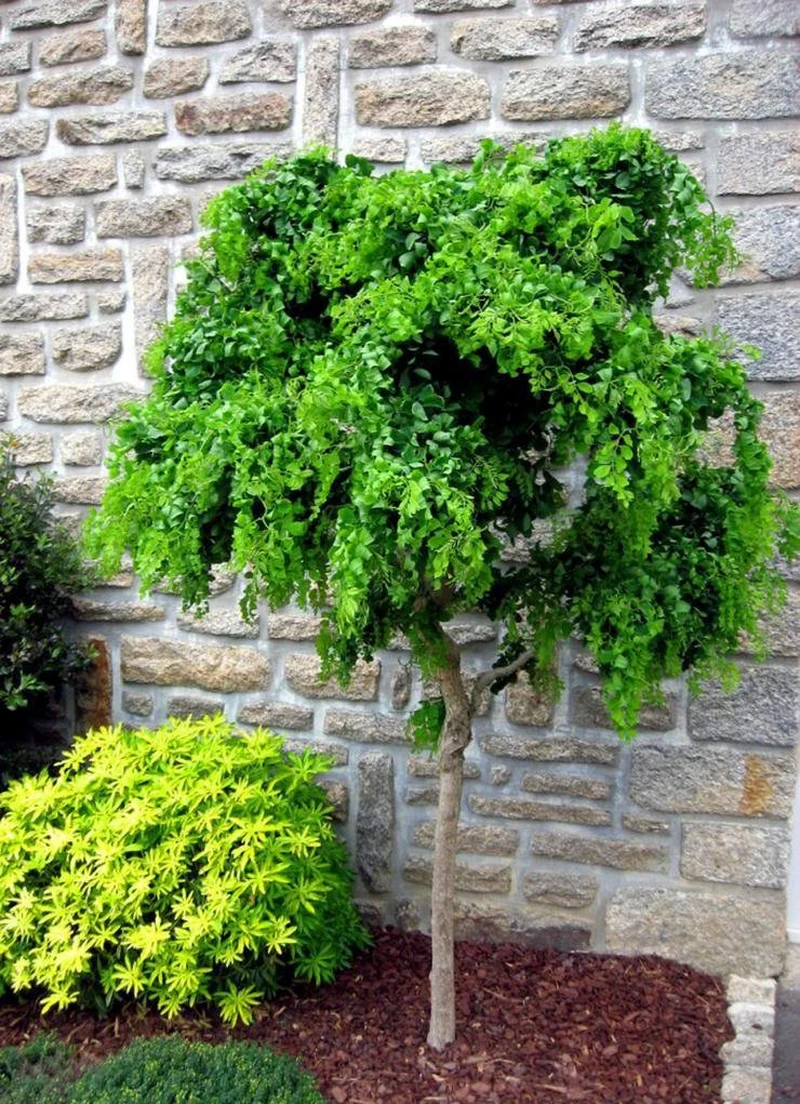 Piękne drzewko - robinia akacjowa