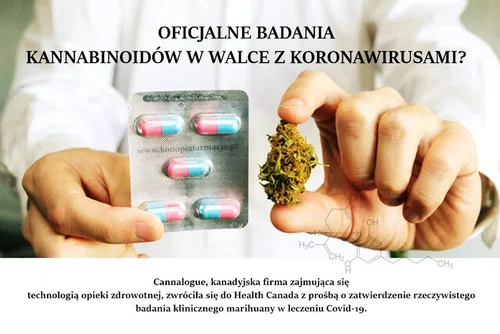 Oficjalne badania kannabinoidów w walce z koronawirusami