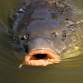 Ile kosztuje karp po świętach?