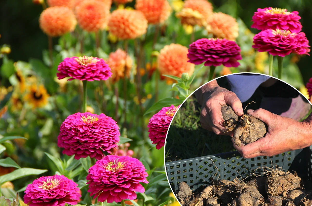 Dalie jak z katalogu! Te 3 złote zasady sadzenia w maju sprawią, że ogród utonie w kwiatach