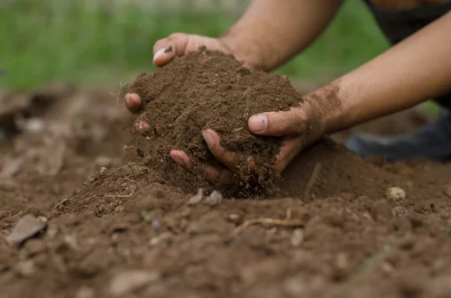Świętujmy razem Światowy Dzień Gleby: Dlaczego jest to tak ważne?