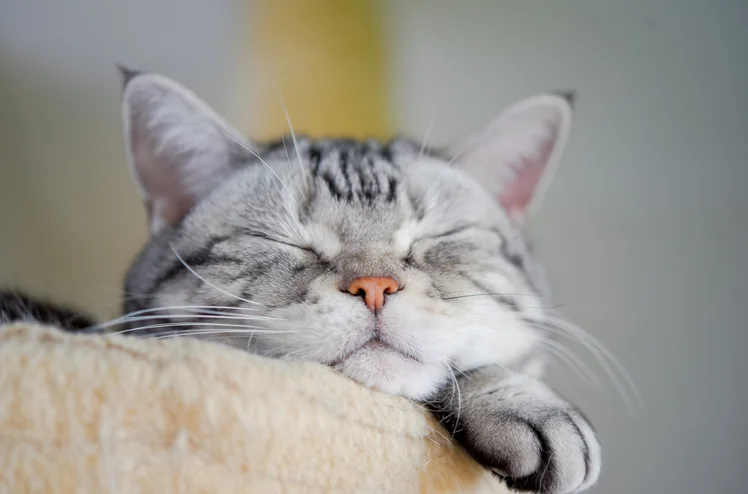 Zdjęcie Dlaczego kot "ugniata" swojego właściciela lub poduszkę? To świadczy o TEJ emocji! #1