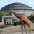 Wrocławskie ZOO wydało komunikat w sprawie zwierząt! "Przygotowujemy się na wszelkie scenariusze"