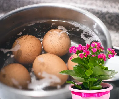 Zapomnij o sztucznych nawozach! Wykorzystaj wodę po jajkach i ciesz się pięknymi kwiatami!