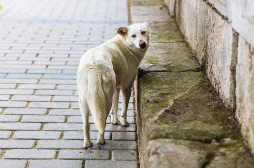 Światowy Dzień Bezdomnych Zwierząt: Jak Możesz Pomóc?