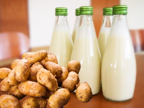 Mleko z ziemniaków- poznaj nowy zamiennik nabiału