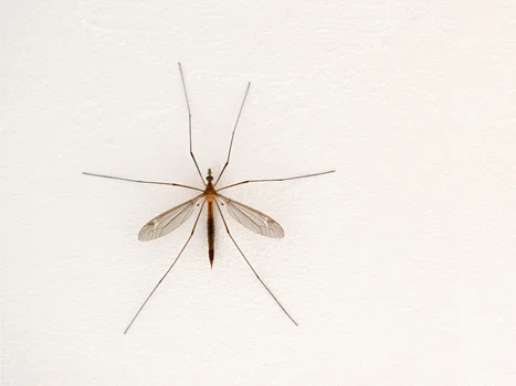 W twoim mieszkaniu jest taki komar? Lepiej to przeczytaj.