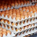 Ceny jaj szaleją! Czym można je zastąpić?