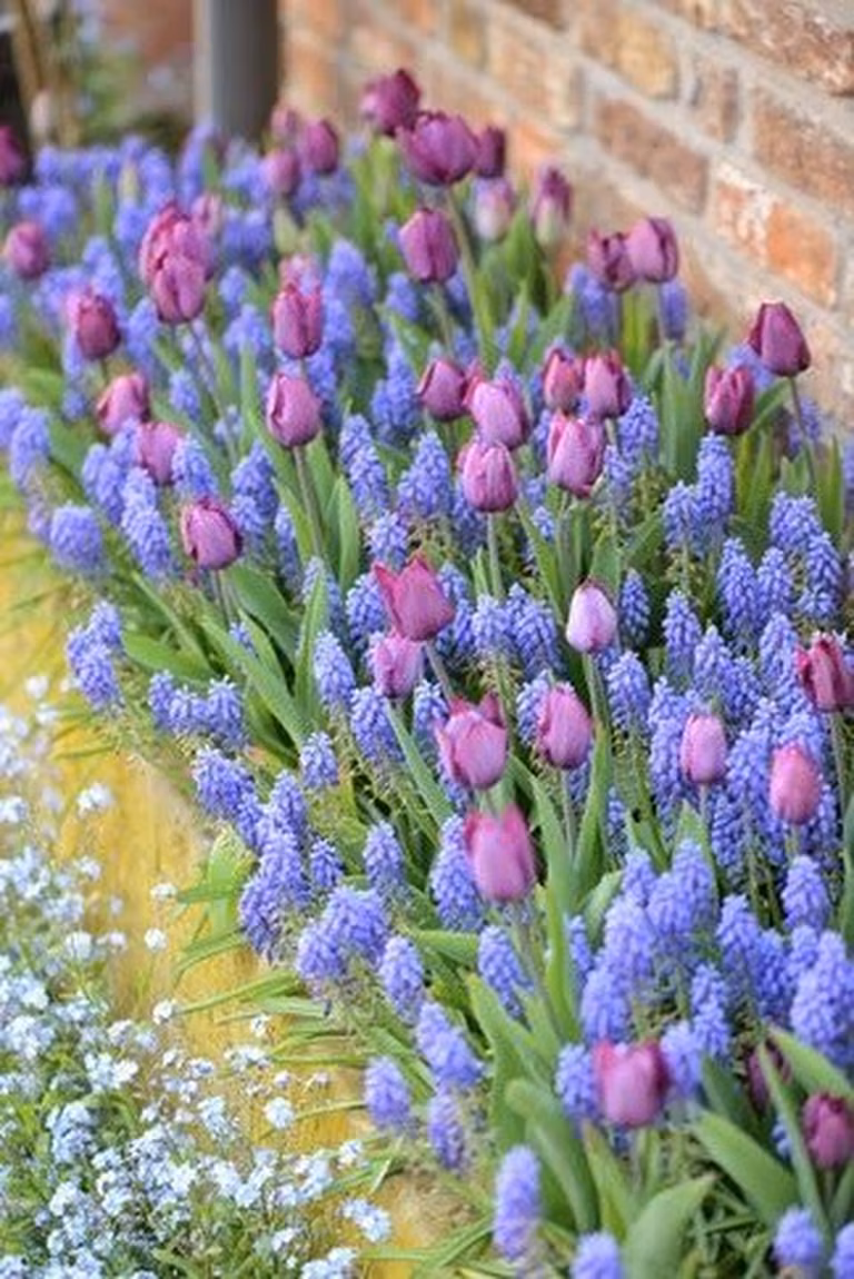 Filetowe tulipany