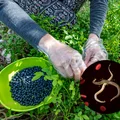 Choroba brudnych jagód  - czym jest bąblowica? Jak można się nią zarazić?