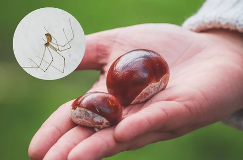 Czy pająki boją się kasztanów? Skuteczny sposób czy tylko jesienna tradycja?