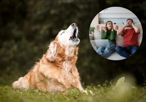 Sąsiedzi bezradni wobec szczekających psów? RPO apeluje o zmiany w przepisach!