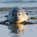 Międzynarodowy Dzień Foki: Dlaczego Ochrona Tych Zwierząt Jest Tak Ważna?