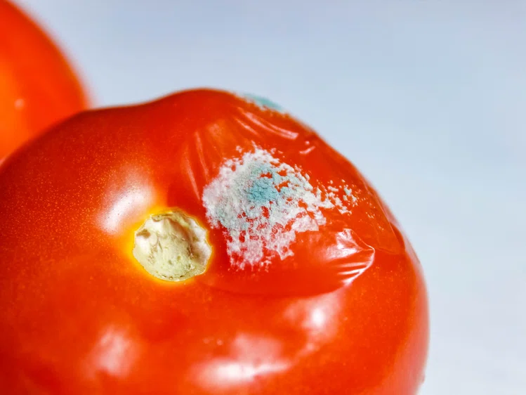 Zdjęcie Co można zrobić ze spleśniałym pomidorem? #1