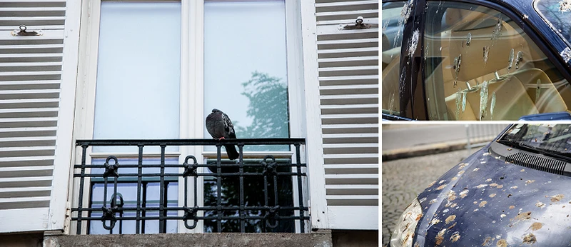 Pozbądź się PTASICH ODCHODÓW!