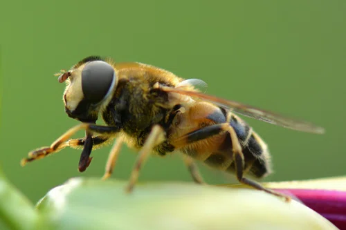 Domowe sposoby na użądlenie przez pszczołę