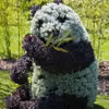 Ogrodowa panda