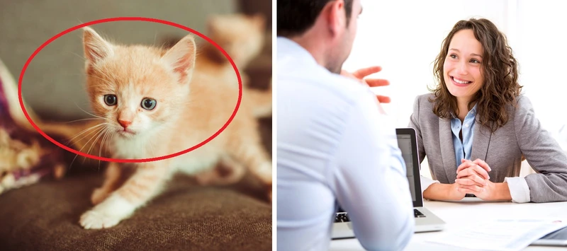 Myślisz o adopcji kota? Ta firma wprowadziła urlop „kocierzyński”!