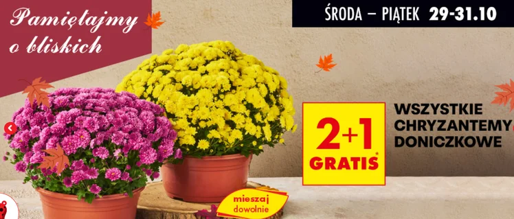 Zdjęcie 2+1 na chryzantemy i 4+4 na znicze! Biedronka zaskoczyła klientów atrakcyjną ofertą na Wszystkich Świętych #1