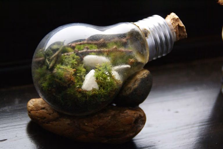 DIY terrarium w żarówce