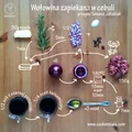 Wołowina zapiekana w cebuli, przepis Tomasz Jakubiak