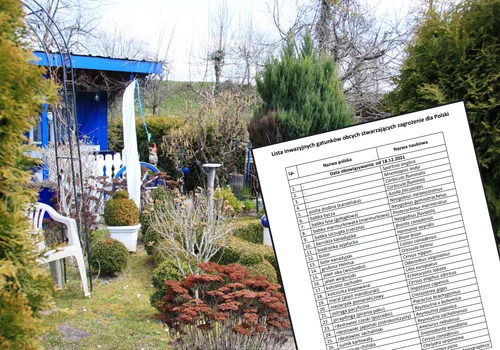 Uwaga działkowcy: Te rośliny mogą zniszczyć ogród i portfel! Lista zakazanych gatunków została poszerzona