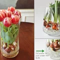 Wyhoduj sobie tulipany