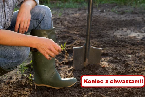 Pozbądź się CHWASTÓW bez użycia mocnej chemii!