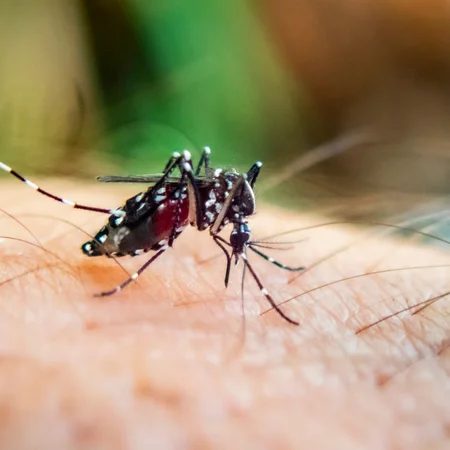 Niebezpieczne komary zagrażają Europie! Ekspertka ostrzega przed masowymi zachorowaniami!